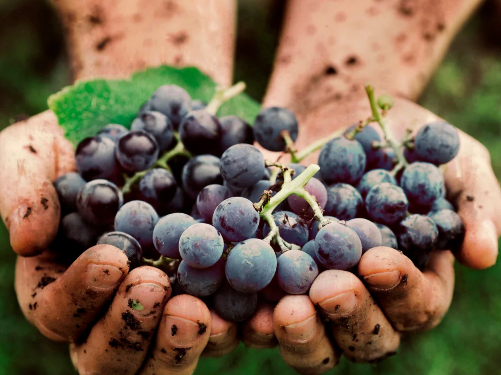 Ord om Tempranillo: Kongen af Spanien