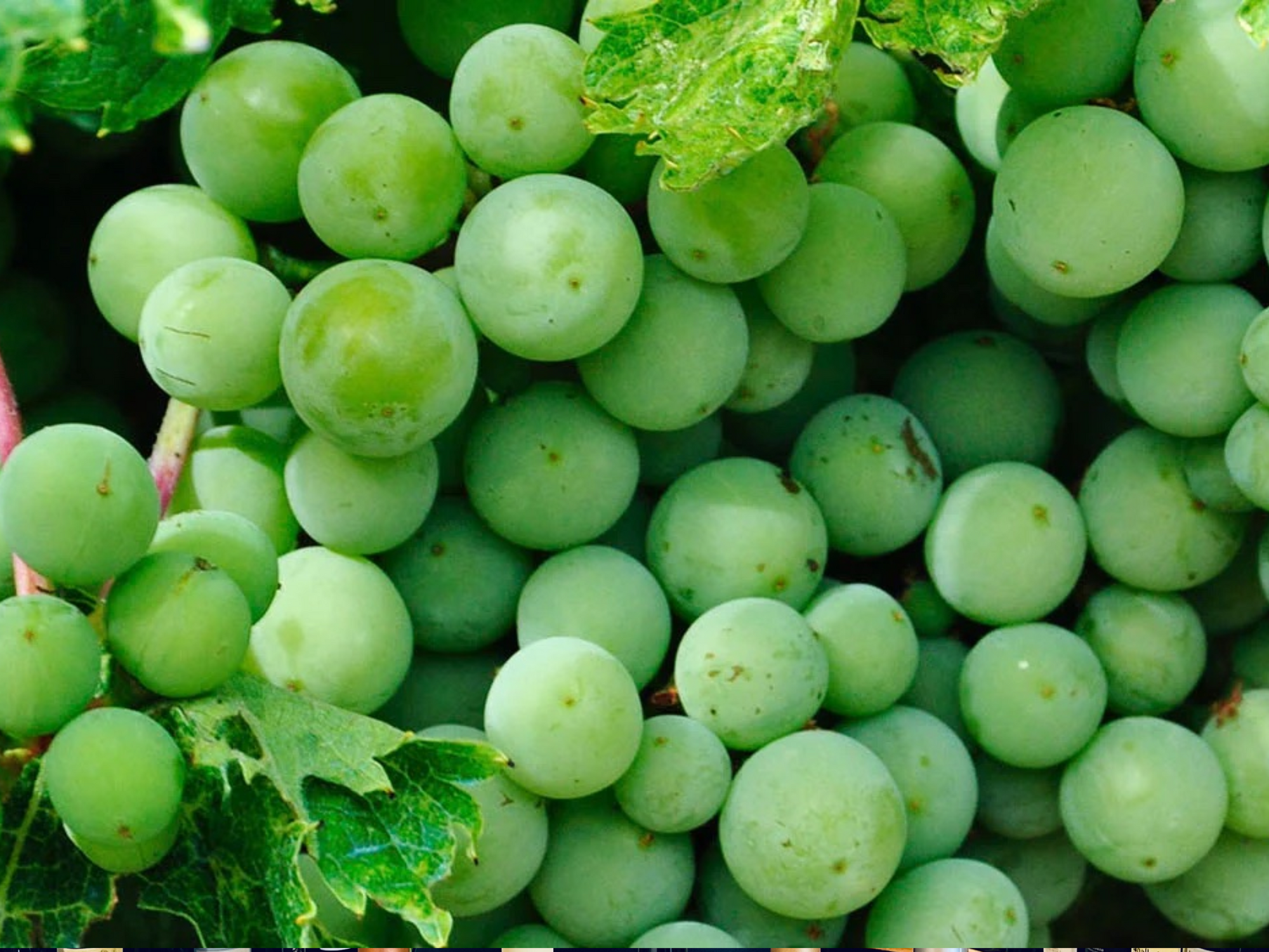 Ord om Sauvignon Blanc: Kend den på duften