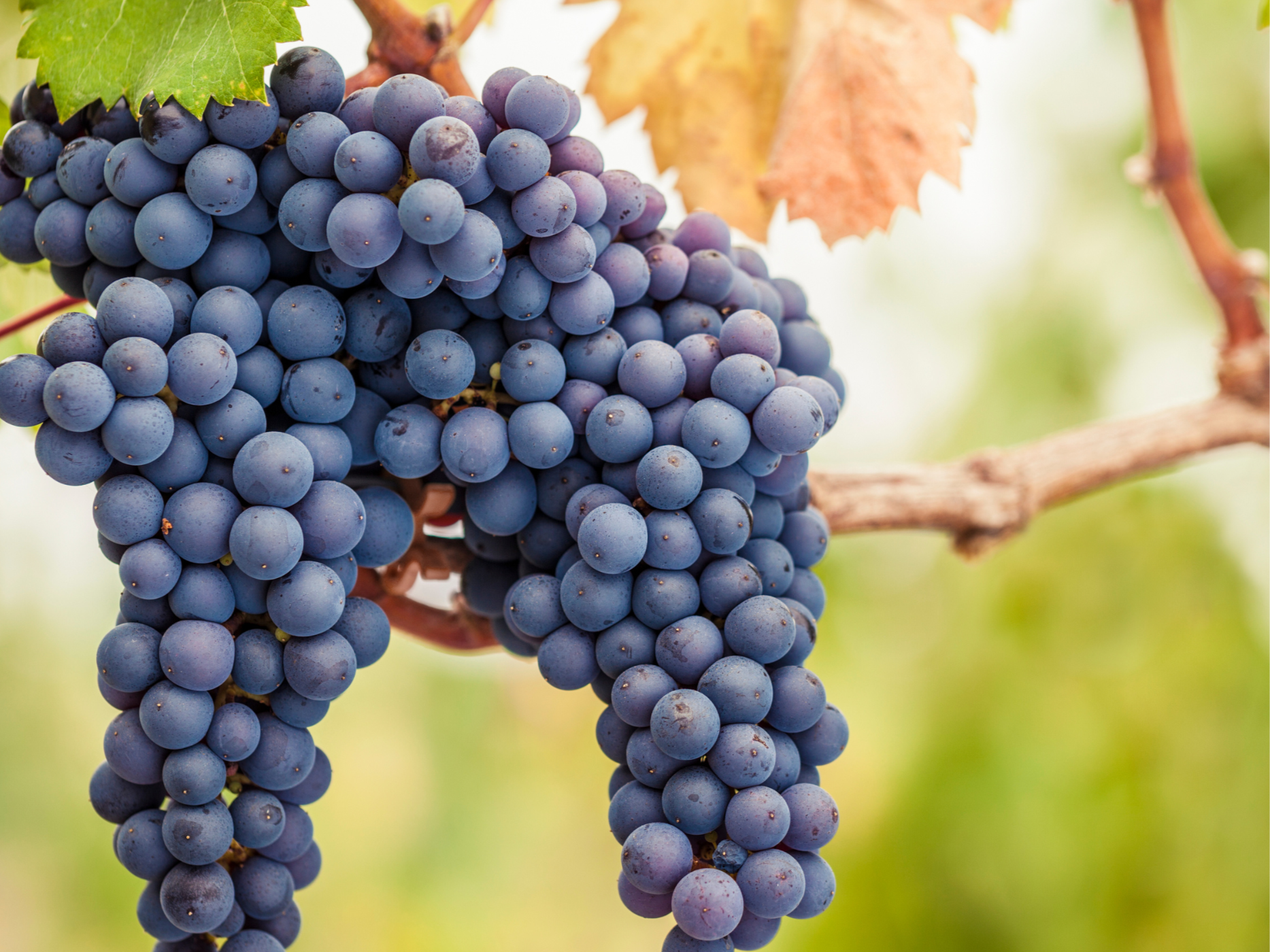 Ord om Pinot Noir: Et spørgsmål om sted