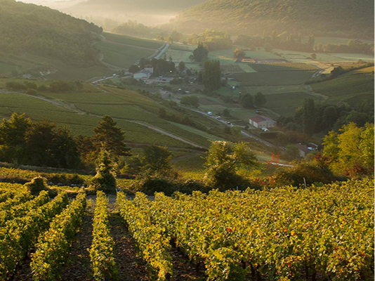 Dahls Vinhandel Hautes Côtes de Beaune
